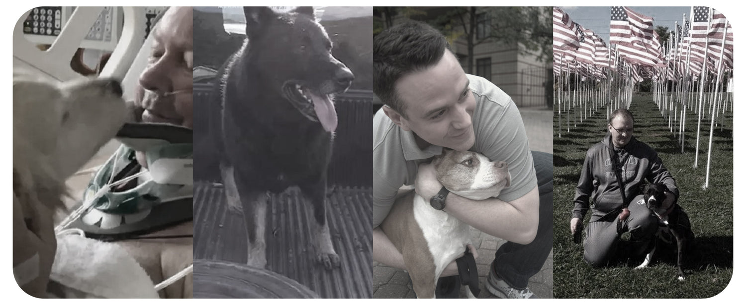Canine Heroes: Incredible Stories of Dogs Saving Lives - gmedia