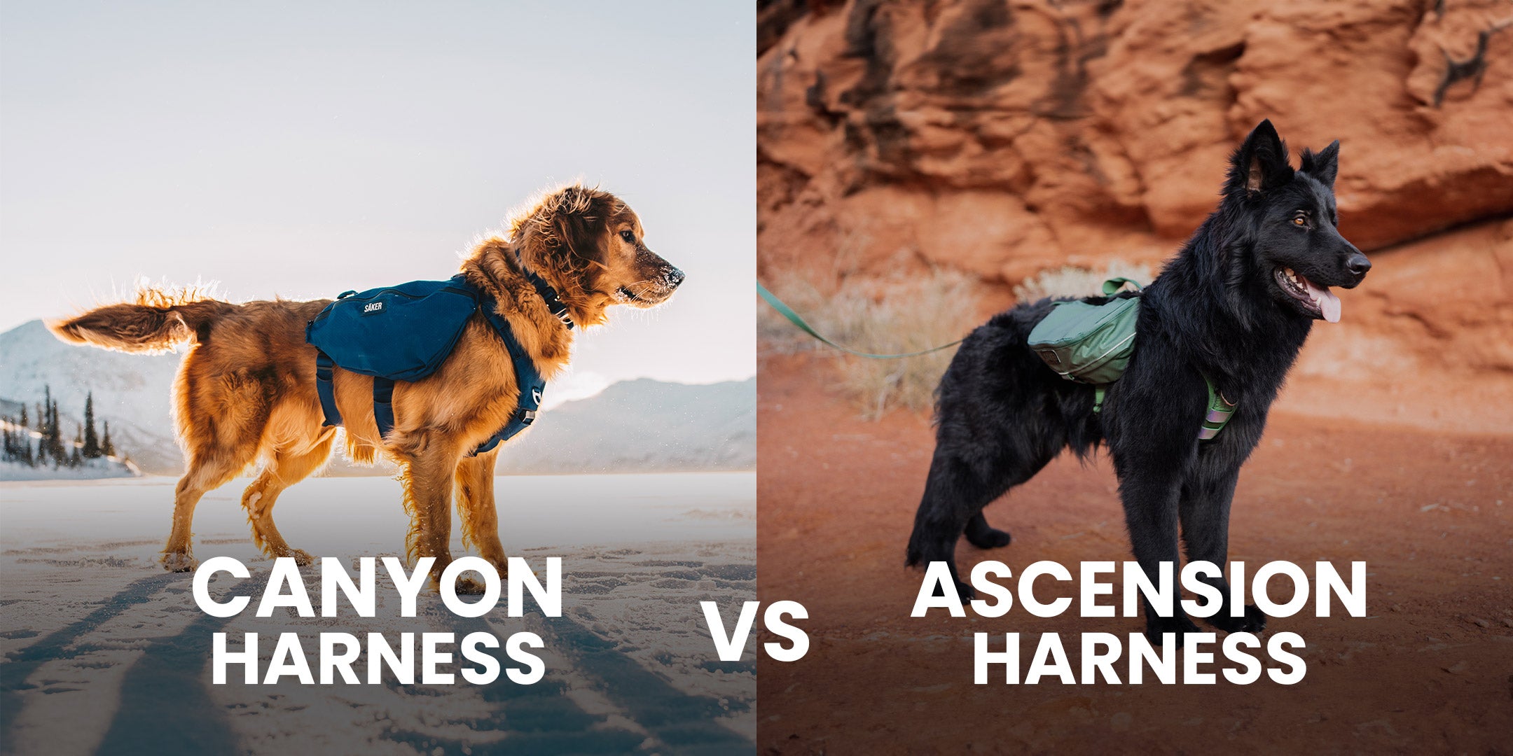 Canyon harness vs Ascension harness
