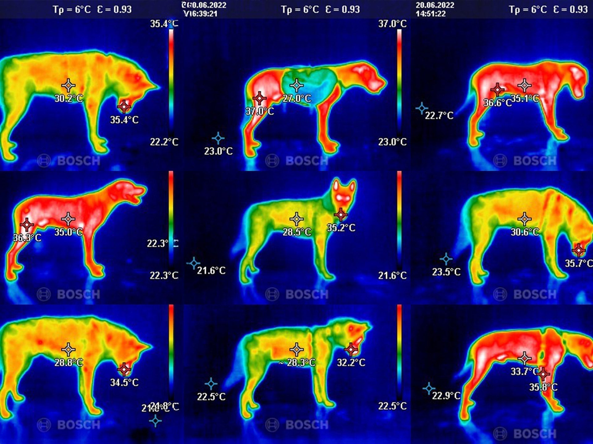 Thermal images of dogs wearing the Ascension harness and Ruffwear harness