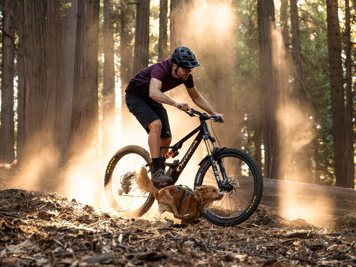 Zach going downhill with his dog Maisey, a toller. Maisey is wearing the Muse harness in Trail Green color