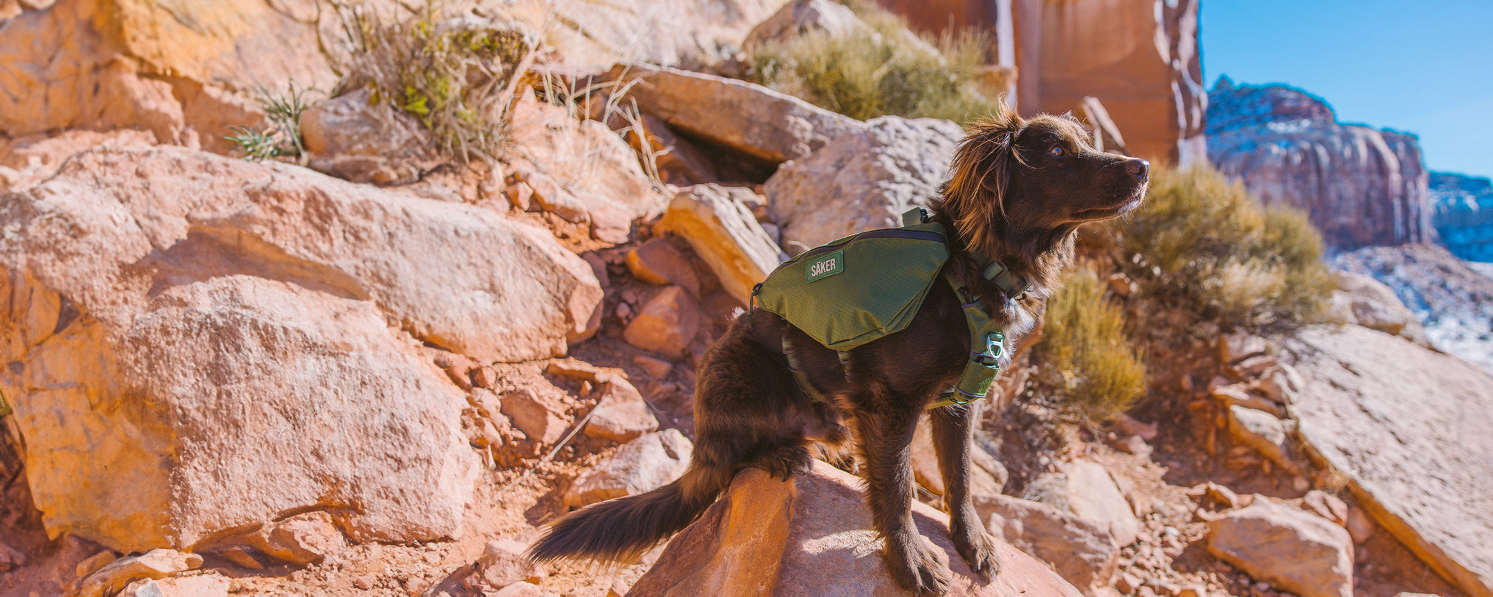 black gsd running at a canyon wearing the woodland green Ascension dog pack