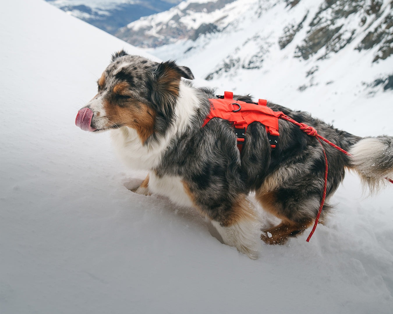 Alpine Harnesses