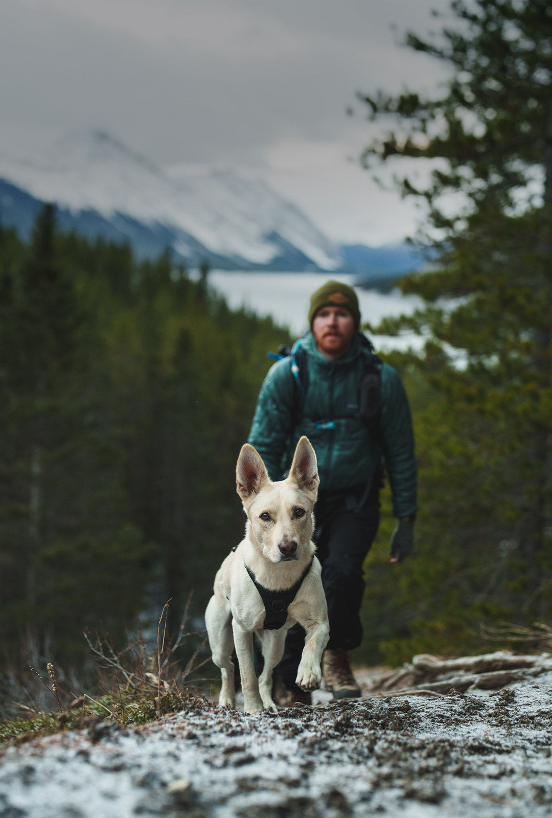 White dog hiking in banff with his dog dad. The dog wears the Muse harness in Black