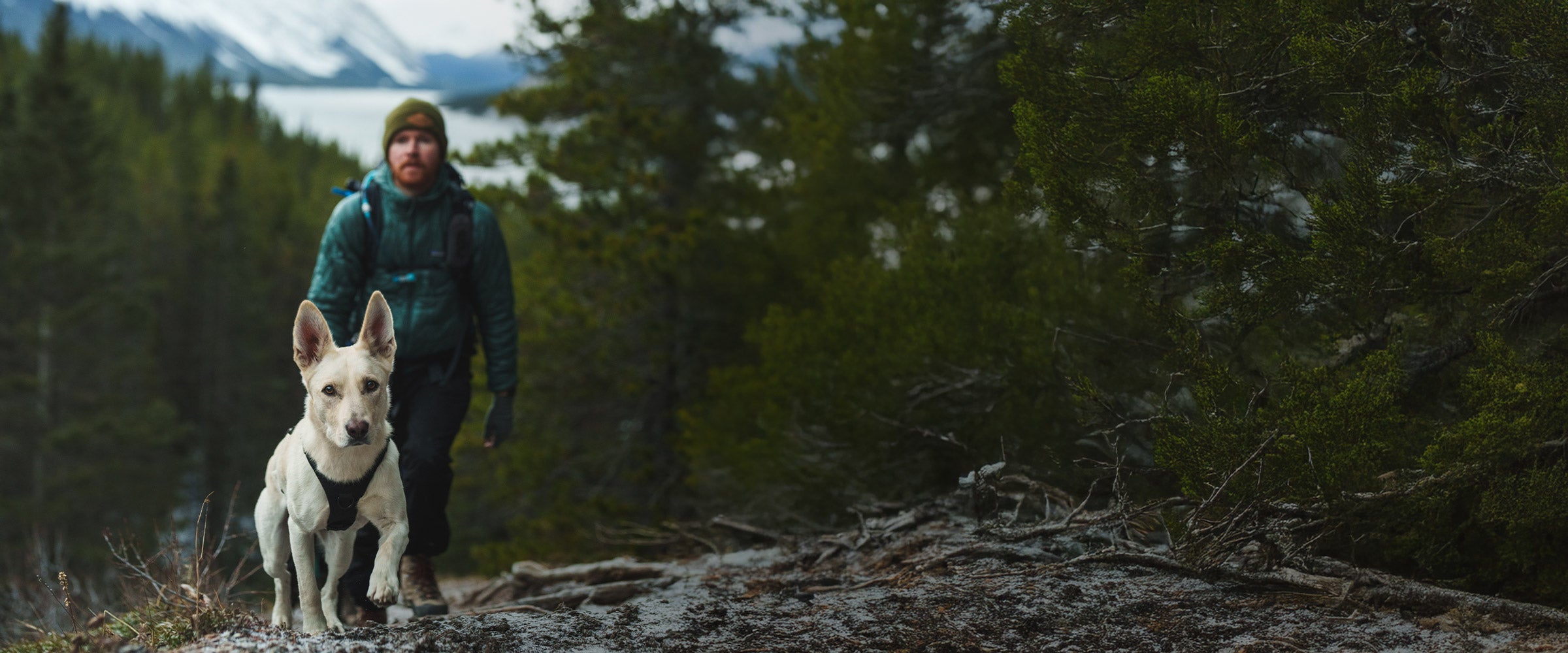 White dog hiking in banff with his dog dad. The dog wears the Muse harness in Black