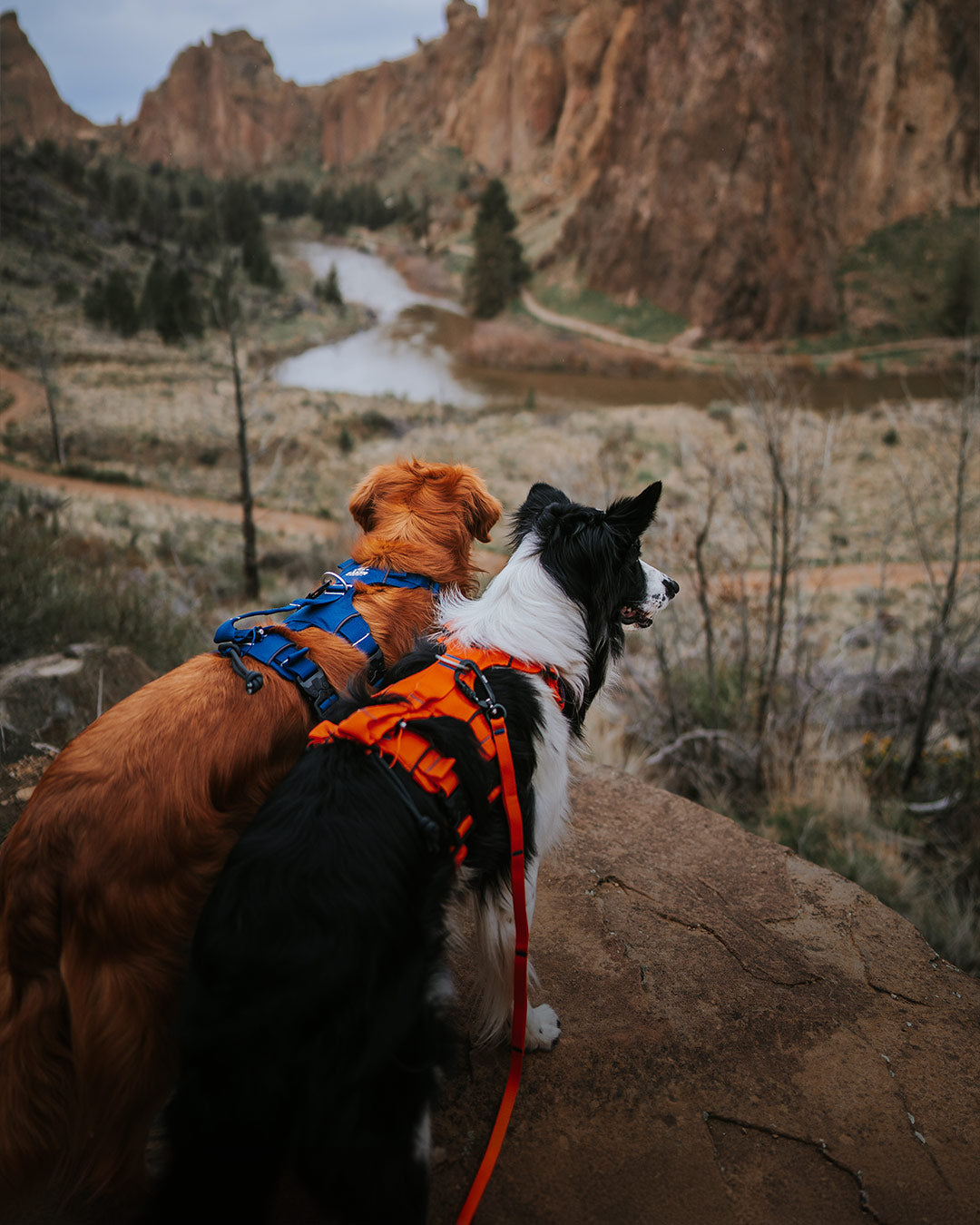 Border collie and golden retriever looking over a valley wearing Canyon light extended from säker by wildwiththem