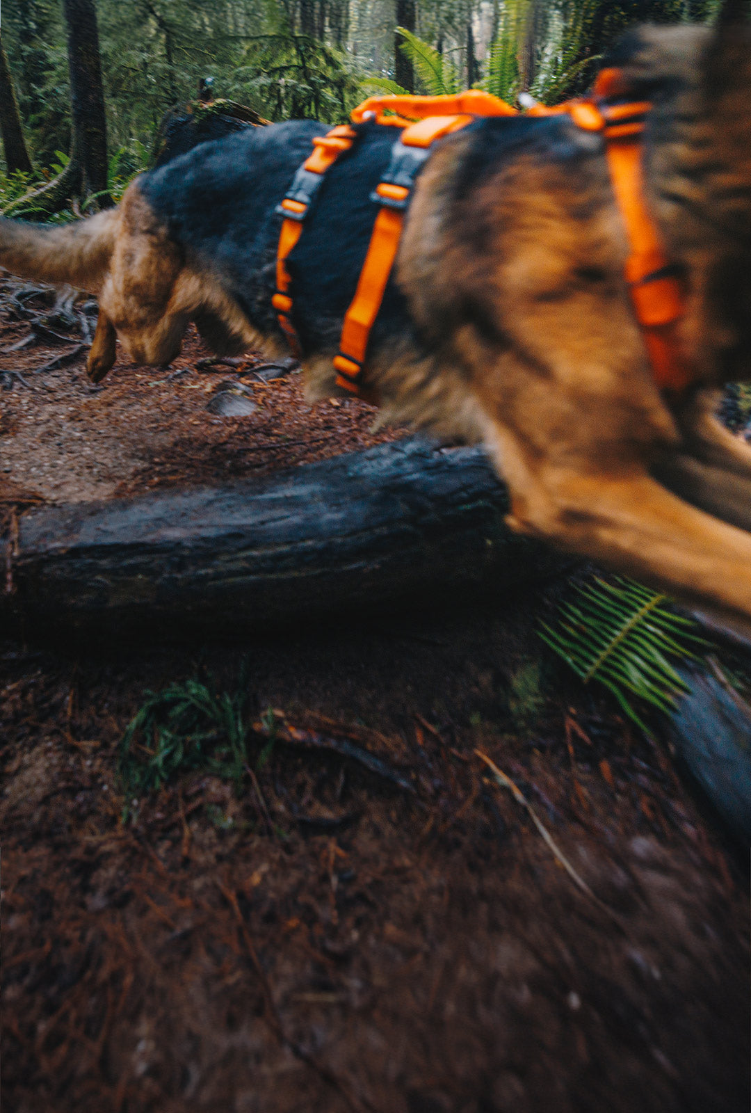 German shepherd dog running in forest wearing the Canyon Light extended harness in orange