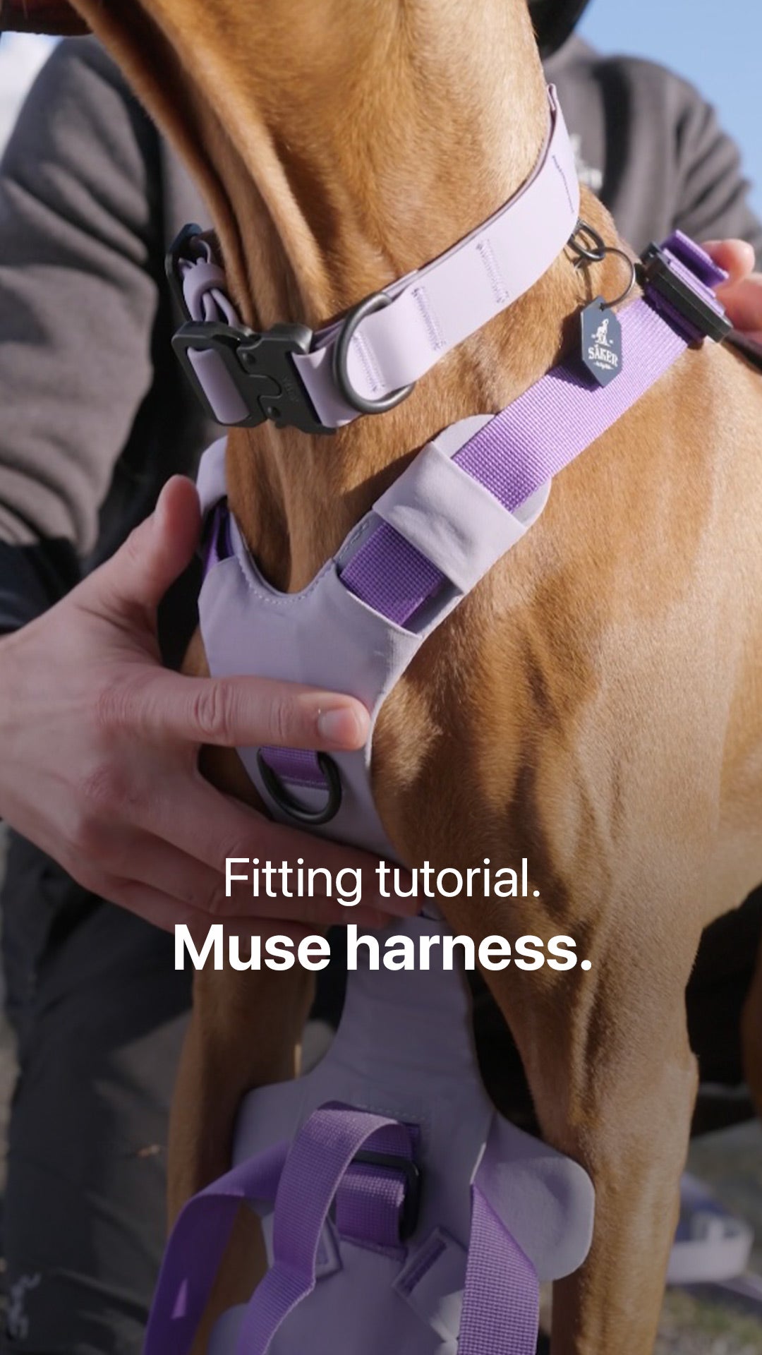 Close view of Chris, founder of Säker fitting the Muse harness on a Vizsla.