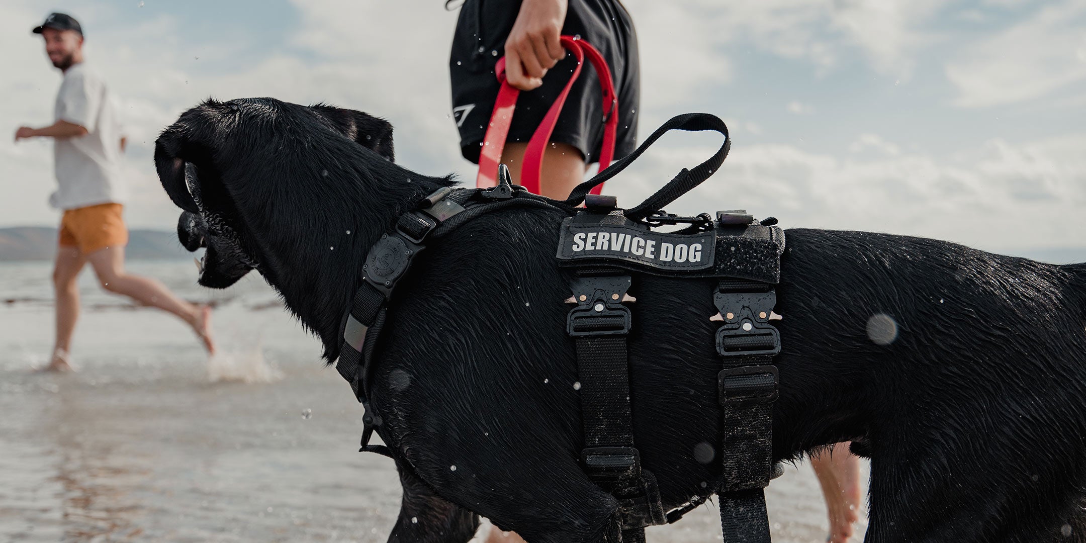 woman running with black dog at the beach with the extended harness and the velcro sleeves