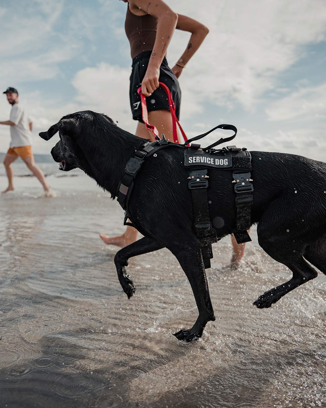 woman running with black dog at the beach with the extended harness and the velcro sleeves