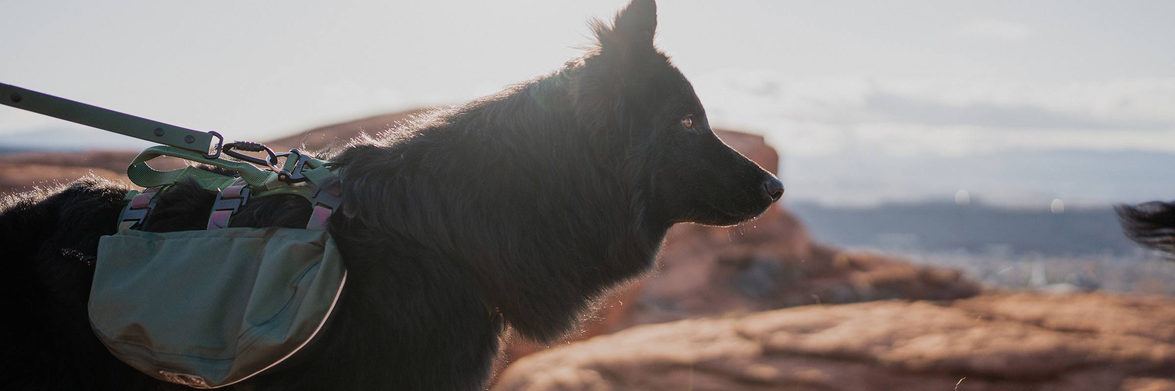 Black gsd wearing the Ascension Dog Pack in Woodland Green at Dixie Rock 