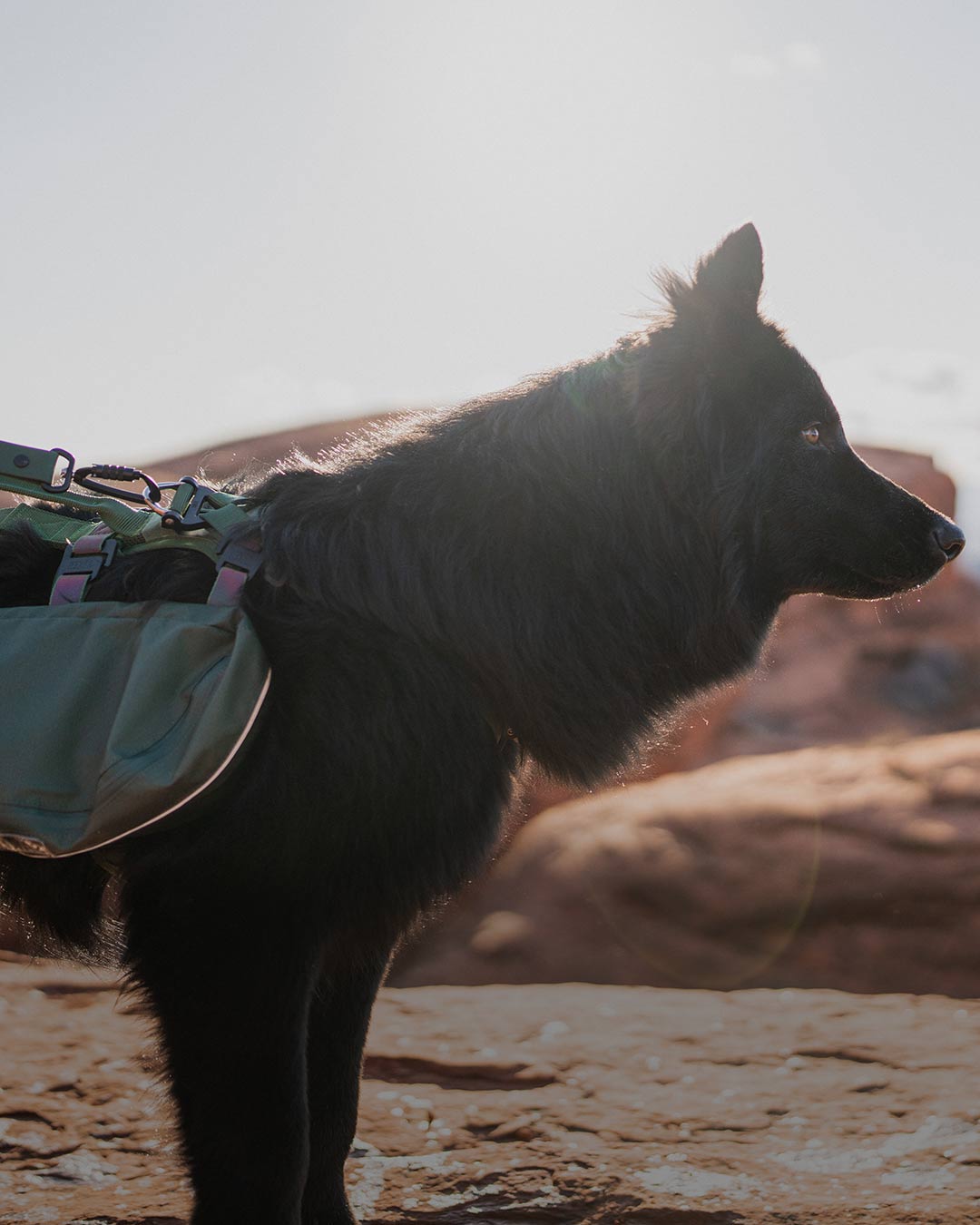 Black gsd wearing the Ascension Dog Pack in Woodland Green at Dixie Rock 