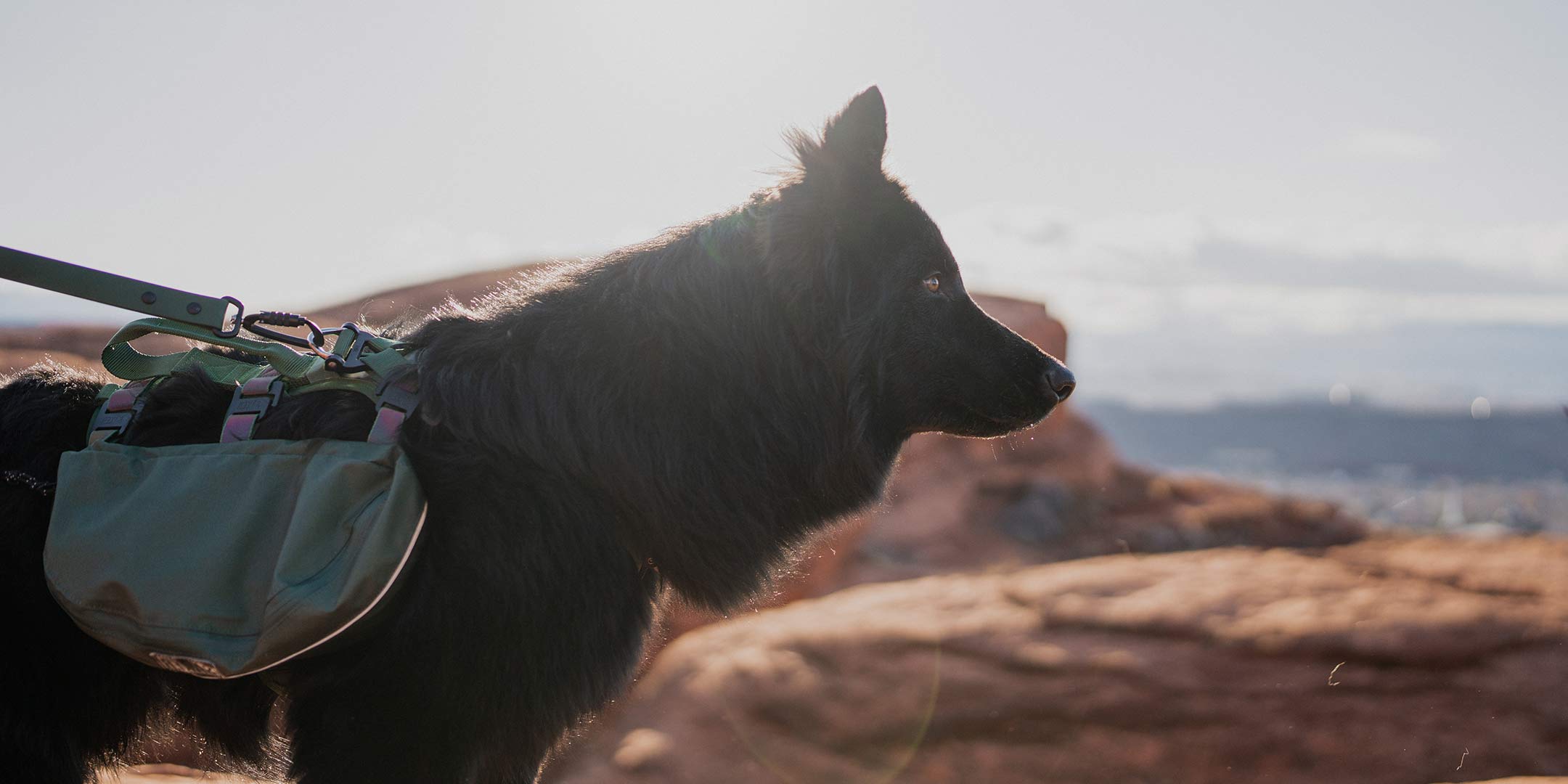 profile view of a black gsd wearing the Ascension Dog Pack in Woodland Green