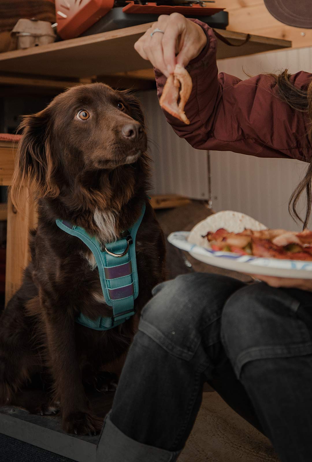 dog staring at a piece of bacon inside a van wearing the Ascension core harness in tazer teal