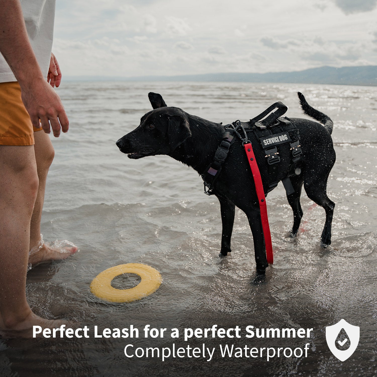 blazing red sentiero dog leash used by a black dog swimming in water