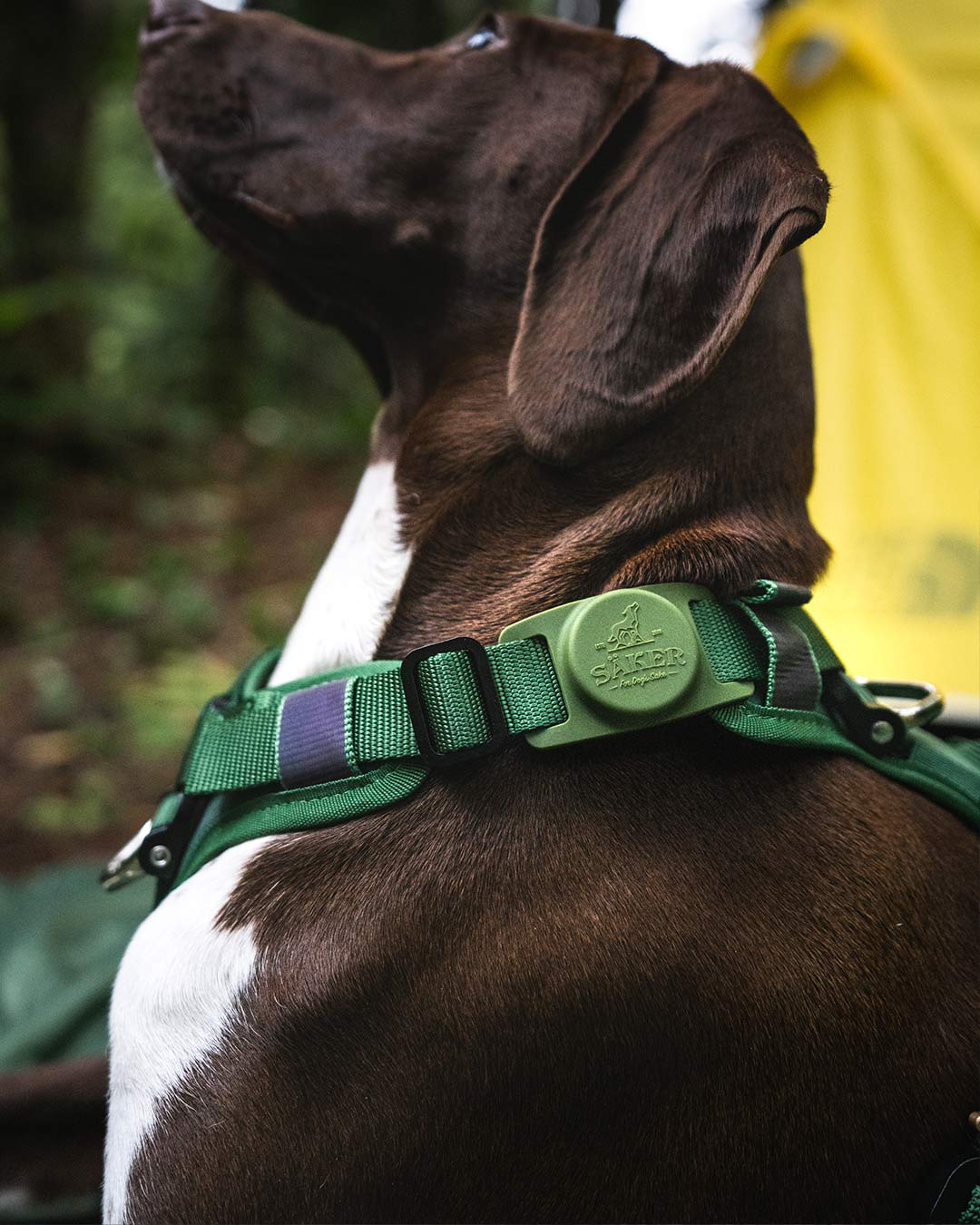 Brown dog wearing the Ascension core harness in Woodland green with the Mammoth Holder on it