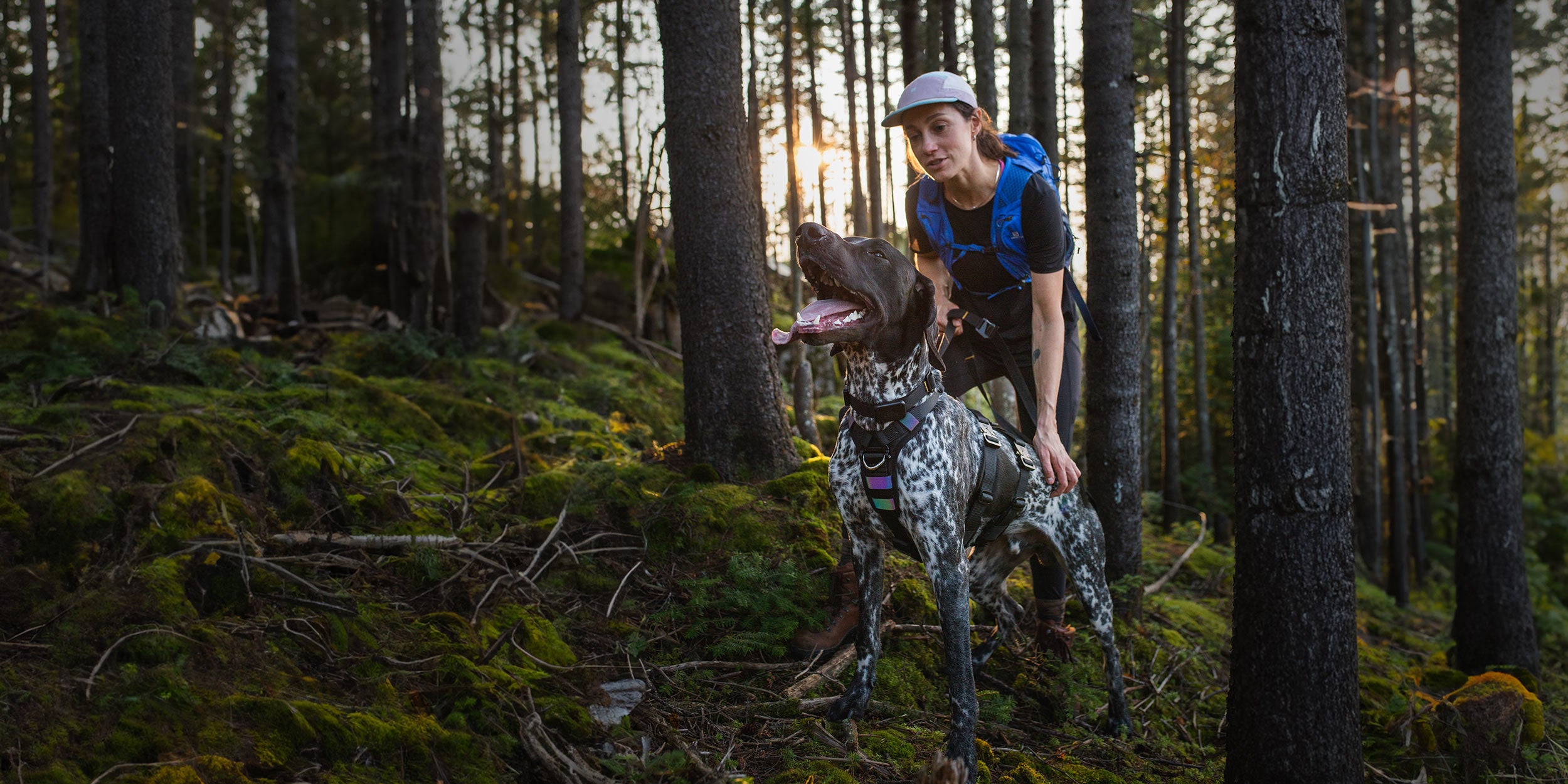dog in forest held by his owner wearing the ascension extended harness in black
