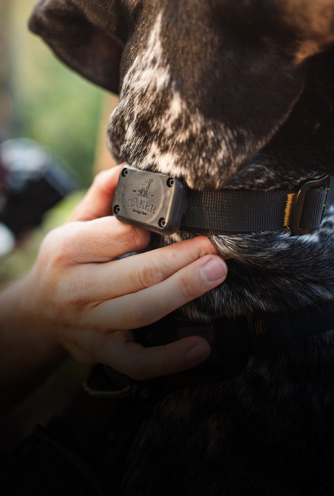 Dog collar shield fashion