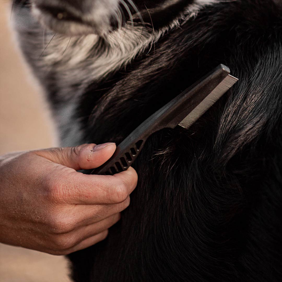 precision comb on dog hair