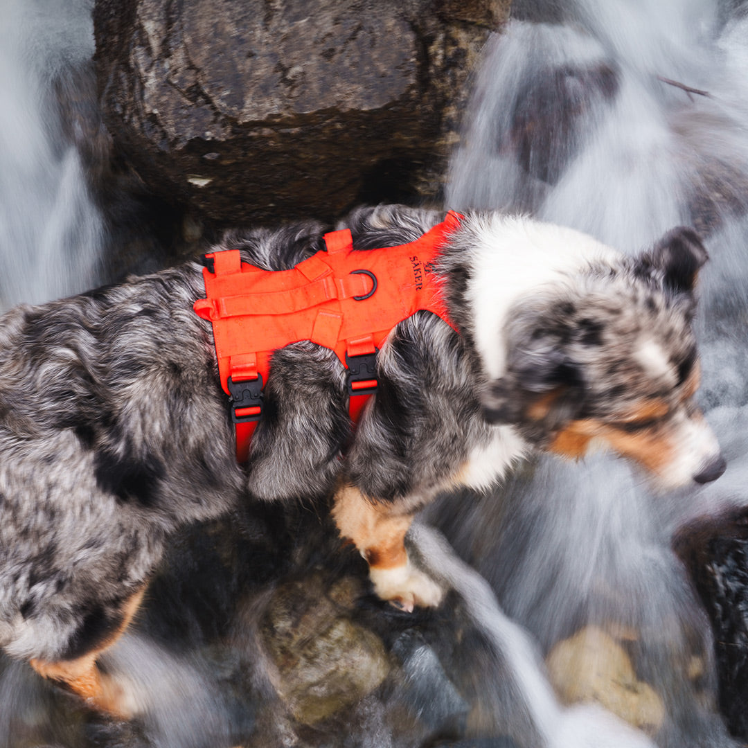 Top view of an aussie wearing the Limited Edition Alpine orange