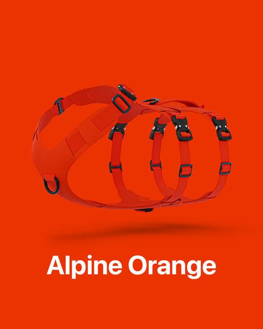 Lander harness in Alpine Orange