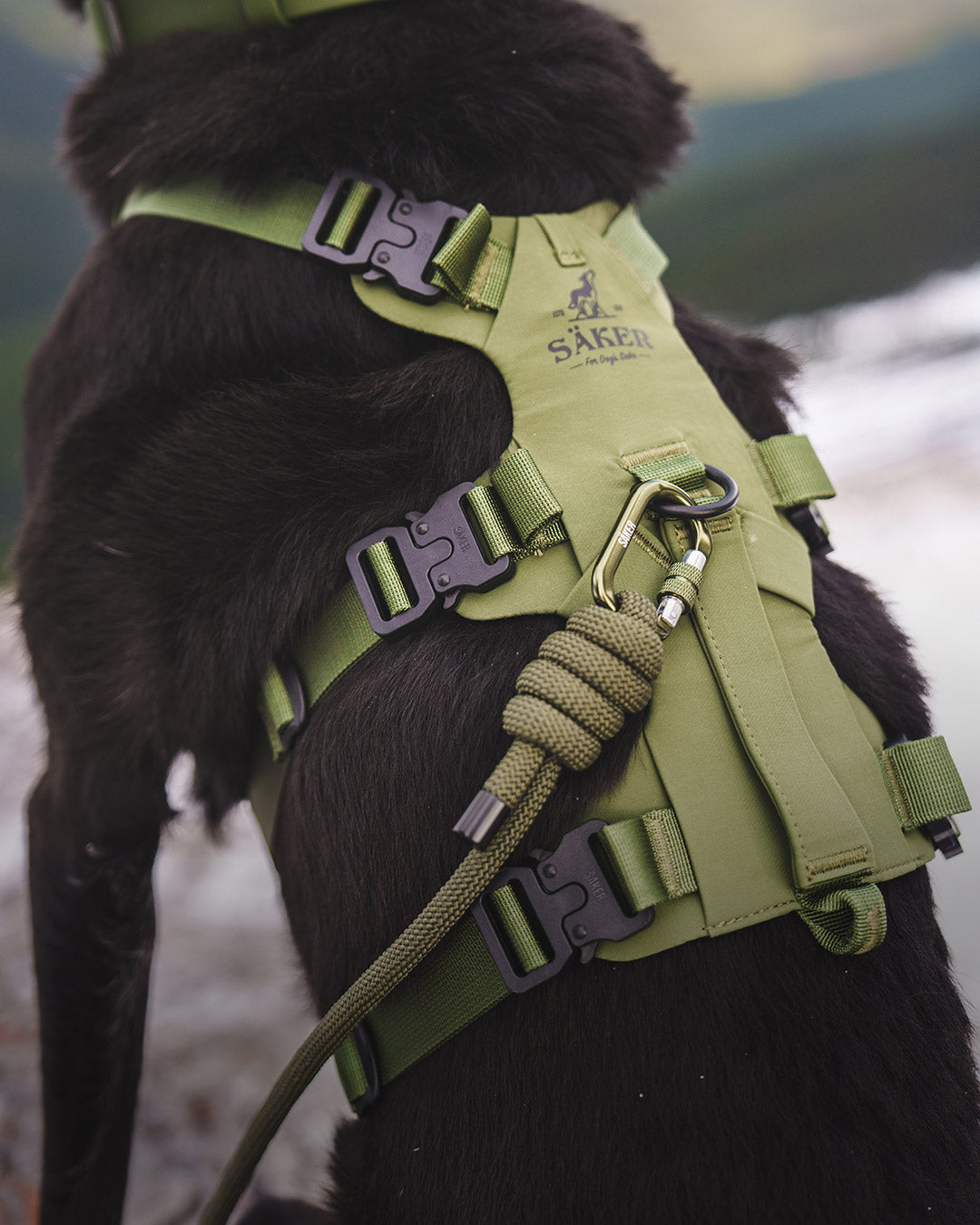 Close view of the back of the trail green muse harness on the back of a black dog