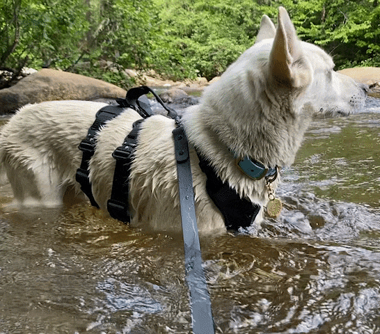 White dog wearing the extended ascension harness in a river, the harness is wet