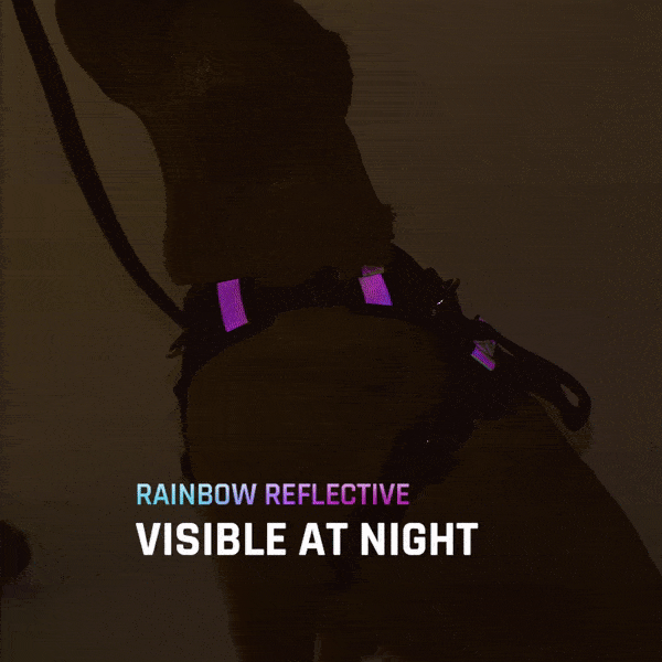 Ascension core harness at night showing the reflective