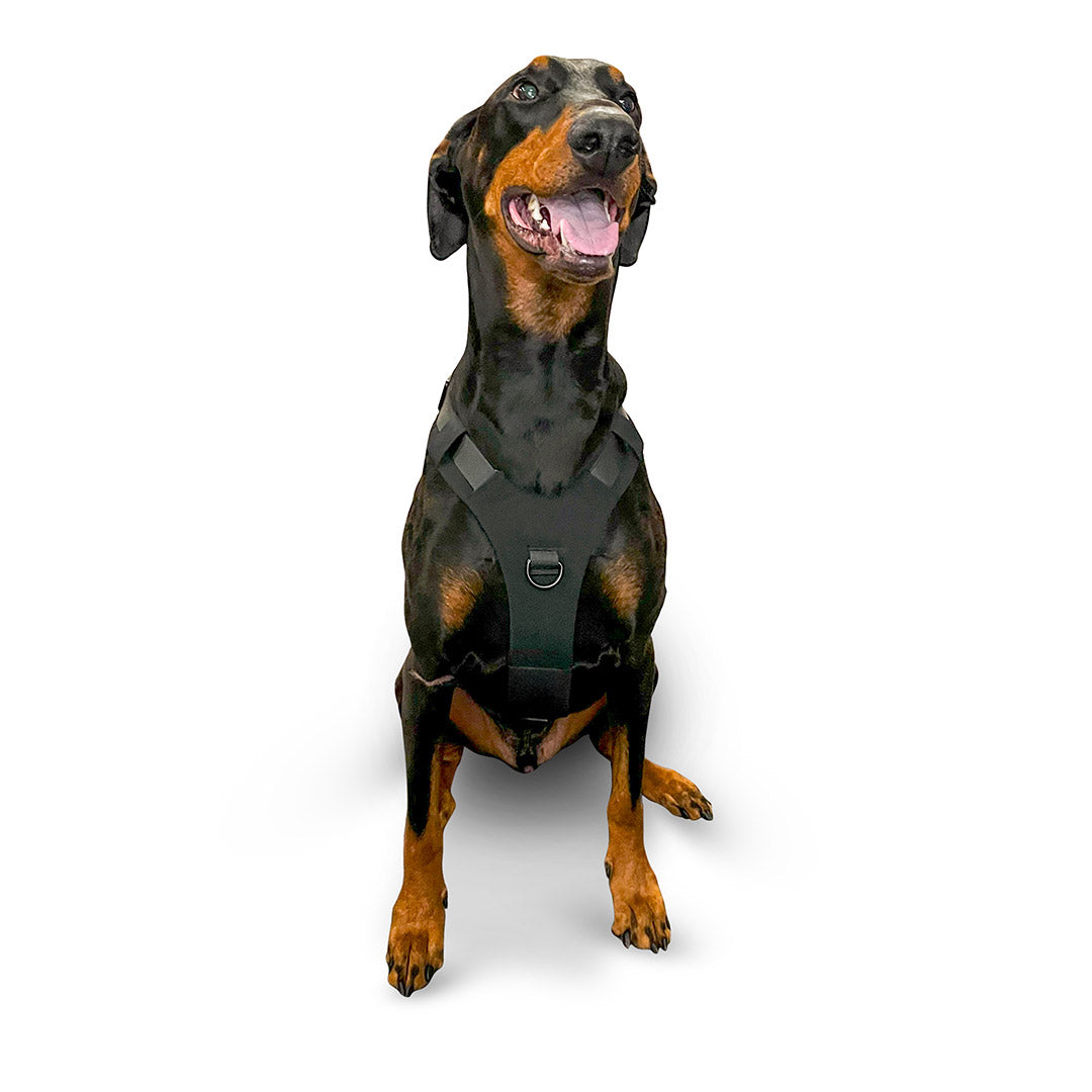 Front view of a Dobermann wearing the Muse harness from saker in size Large in Black