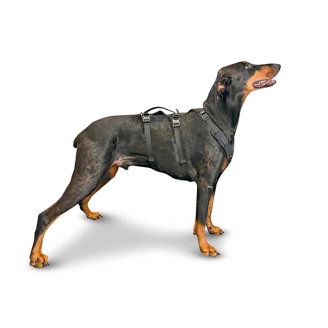 Side view of a Dobermann wearing the Muse harness from saker in size Large in Black