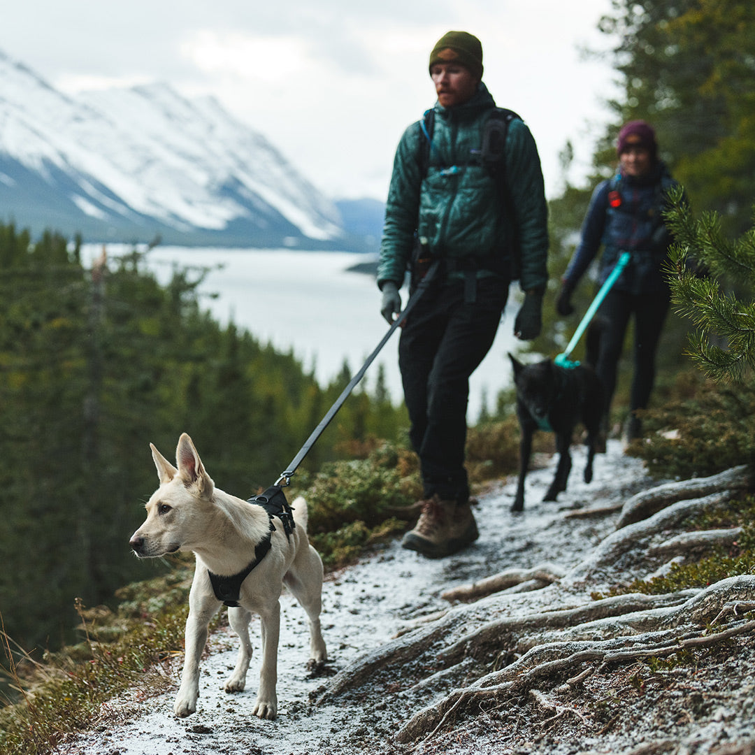 Couple hiking in Banff with two dogs wearing the Muse harnesses and Kelp leashes