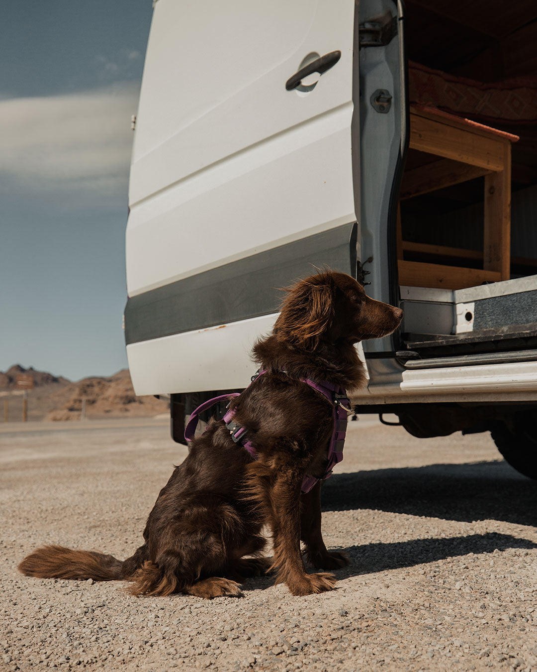 brown dog wearing the Ascension harness next to a van