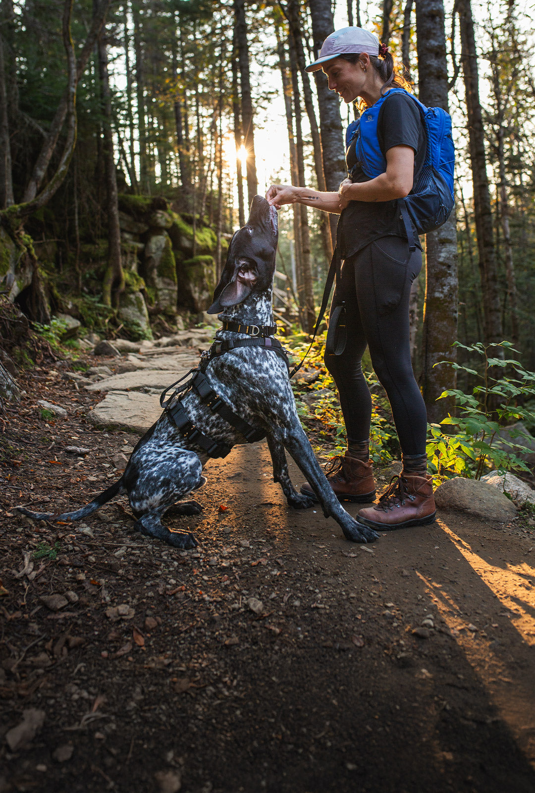 Dog harnesses orders for hiking