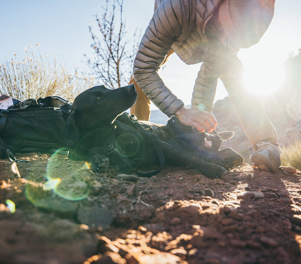 man installing the new rescue sling onto his injured dog in the desert