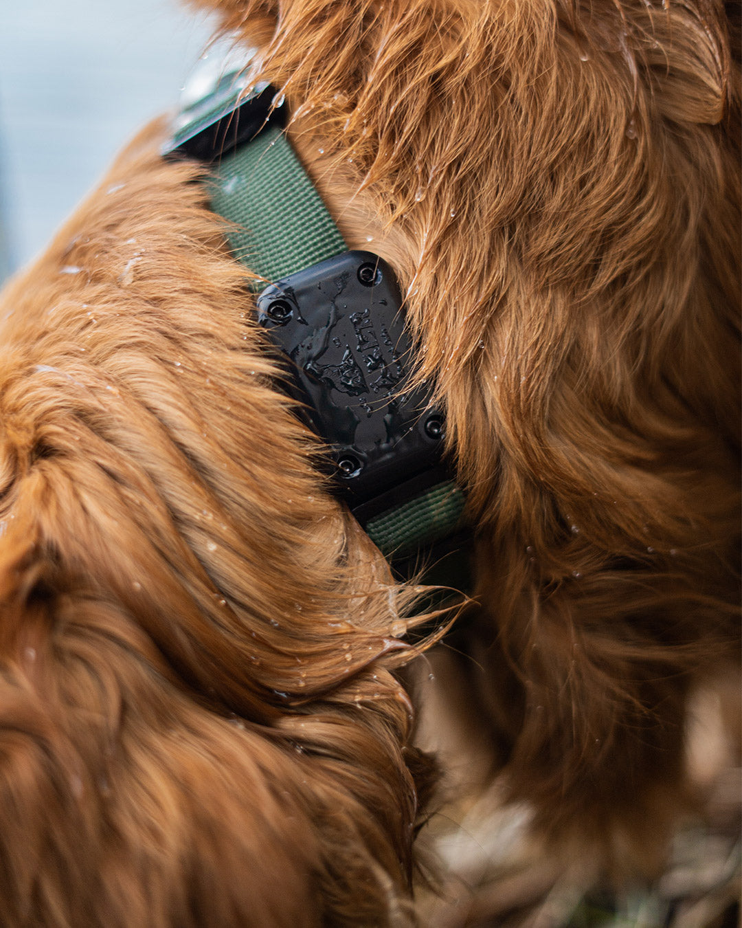 Close view of the Shield airtag holder on a Canyon Collar in Moss Green from Säker