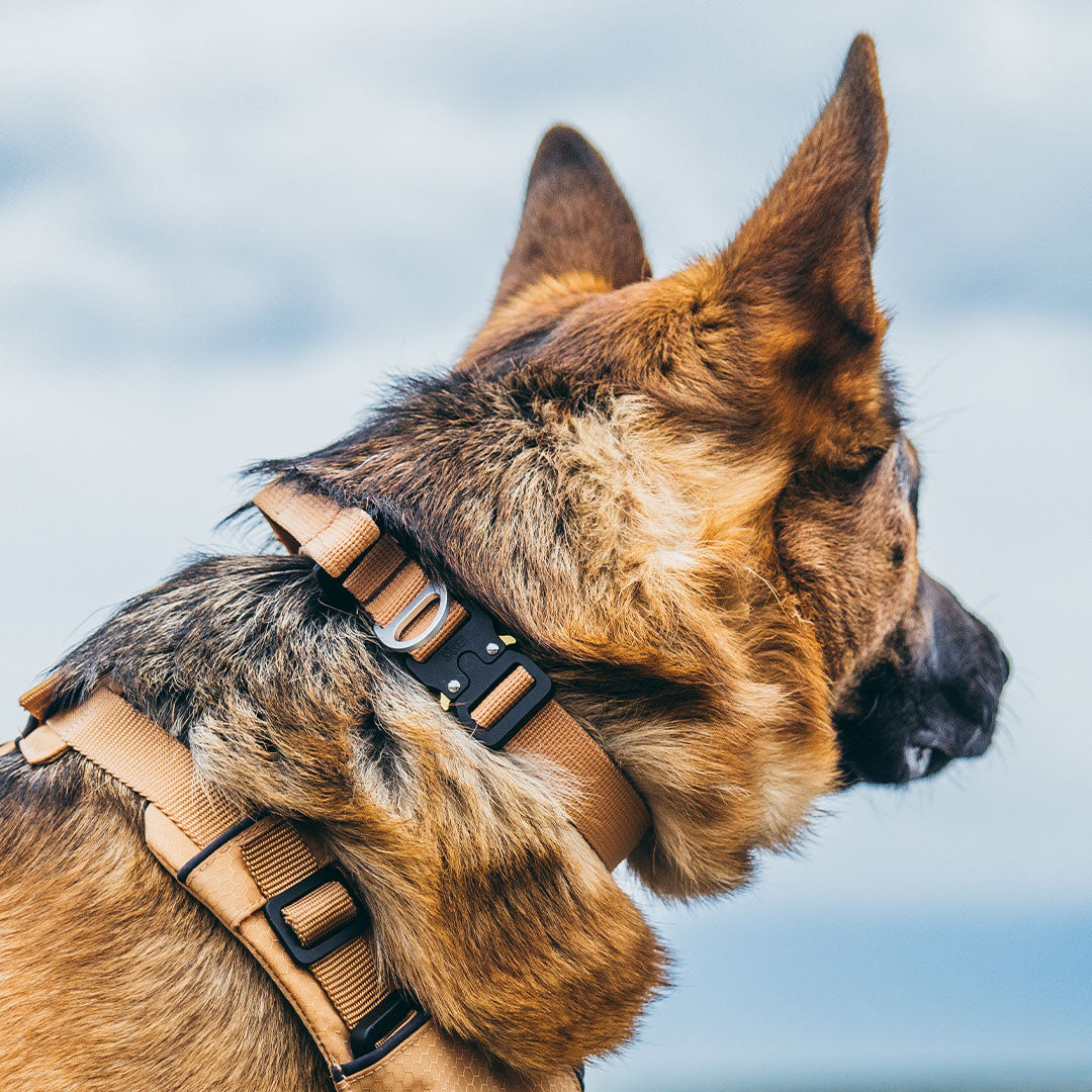 Close view gsd wearing canyon collar in sandstorm tan