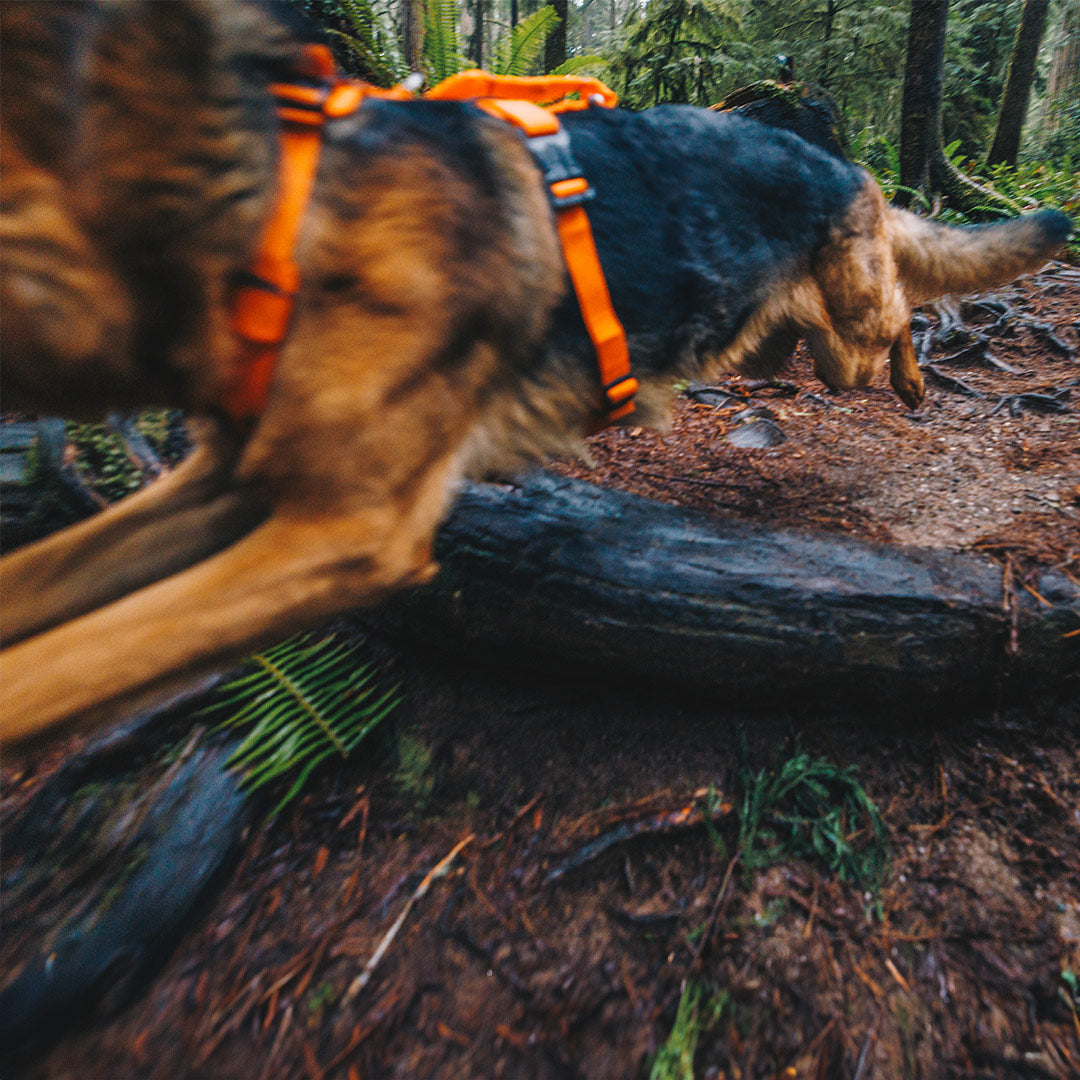German shepherd weariong the canyon light core and jumping next to the camera in redwoods