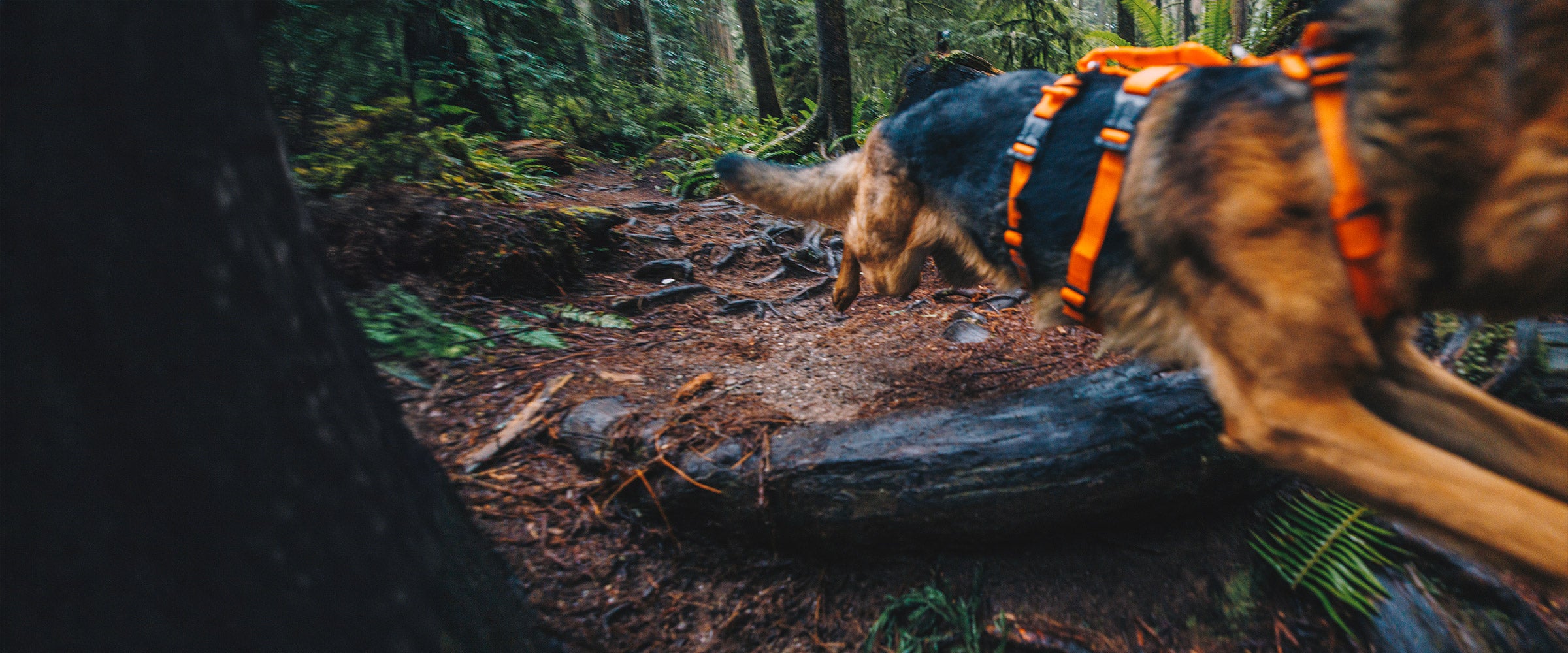 German shepherd dog running in forest wearing the Canyon Light extended harness in orange