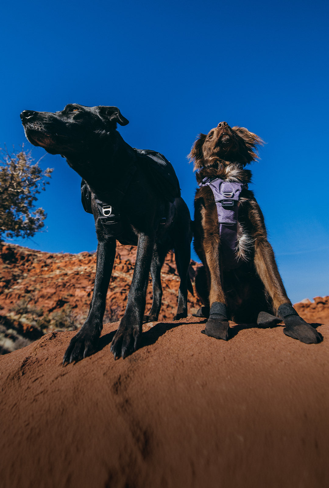 Black dog wearing the Canyon Light pack in Black and a brown dog wearing the Canyon Pro Core in Prairies Purple. Both dogs are in the desert