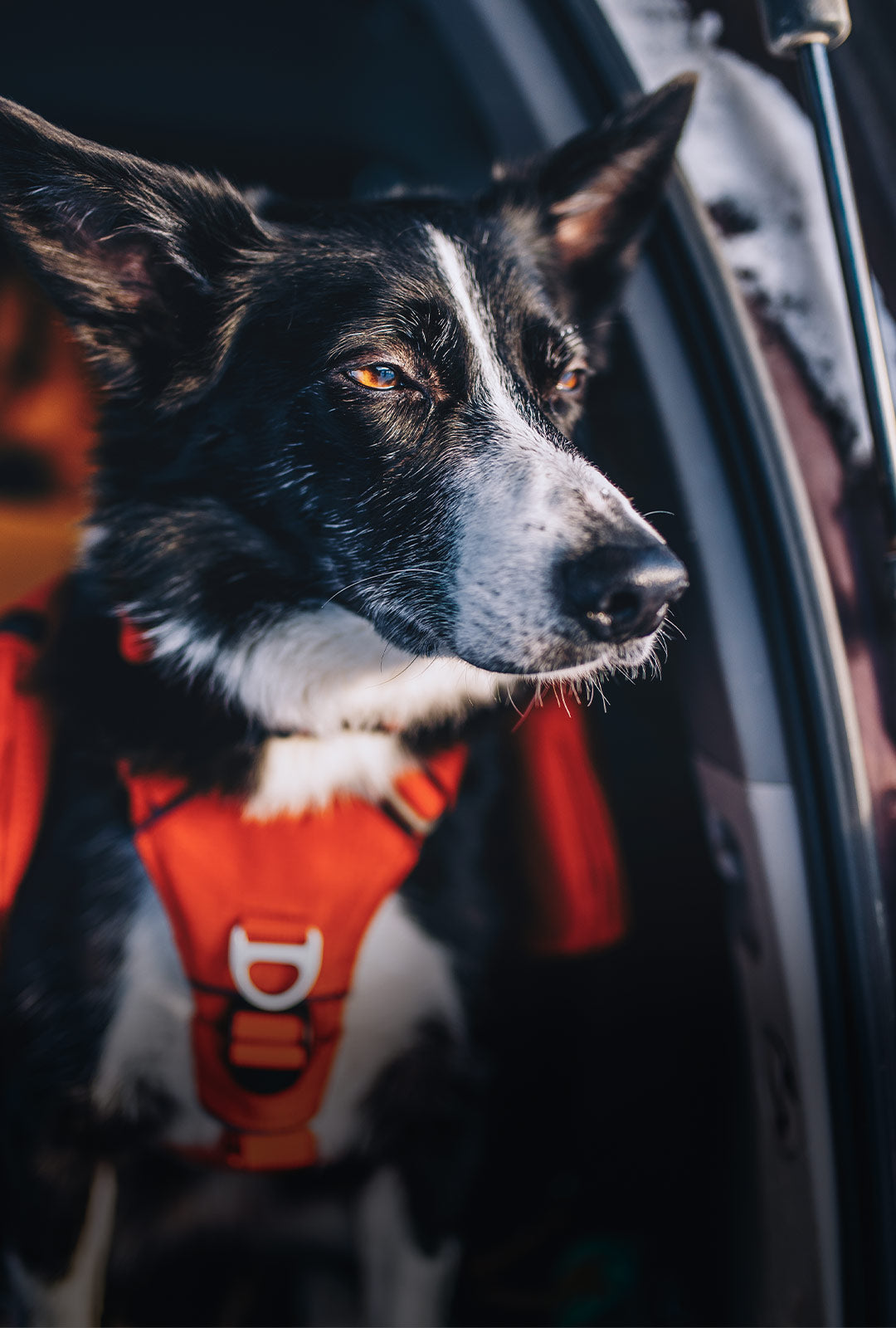 Close view of Avalanche dog wearing the Canyon light pack in Rescue red