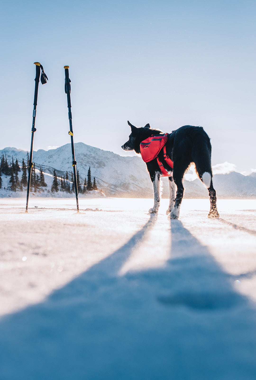 Avalanche dog next to ski poles wearing the Canyon light pack in Blazing red