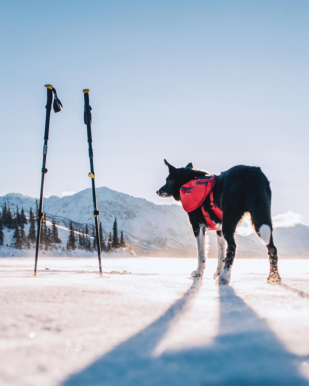 avalanche dog standing on snow in yukon wearing canyon light in red