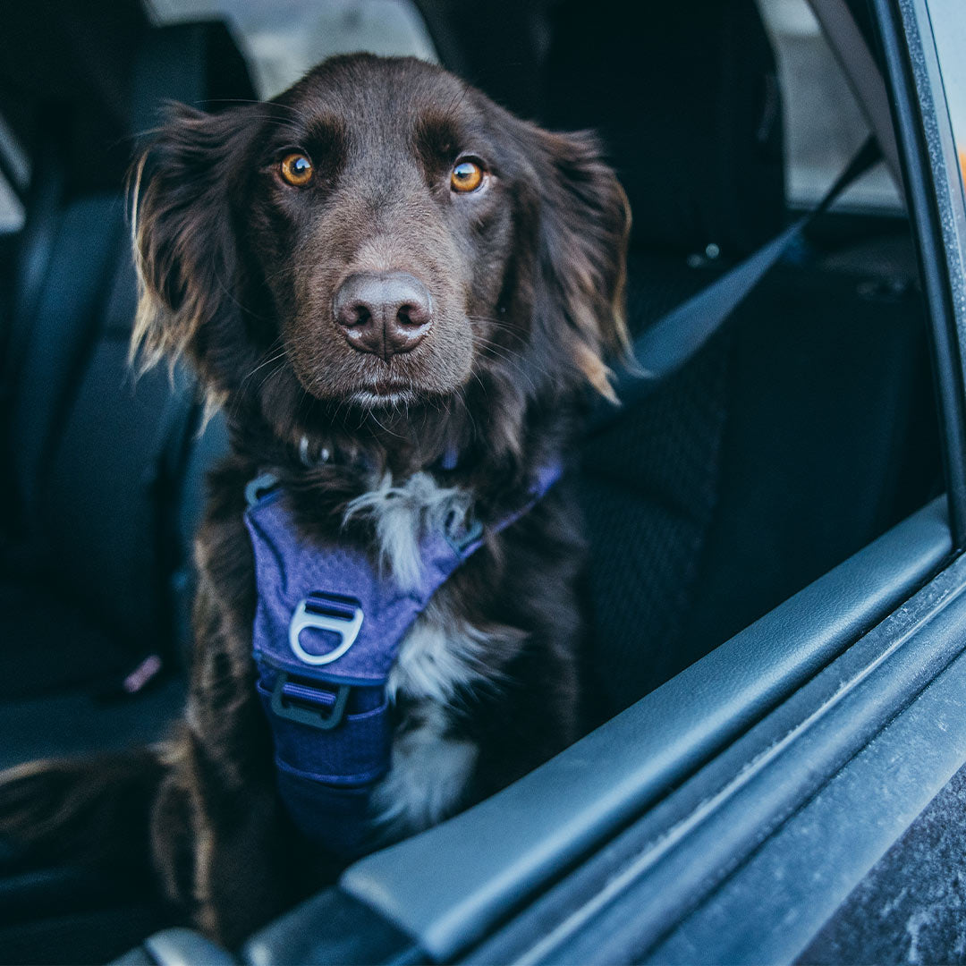 Brown dog on the backseat buckled in with the Canyon Pro harness in purple