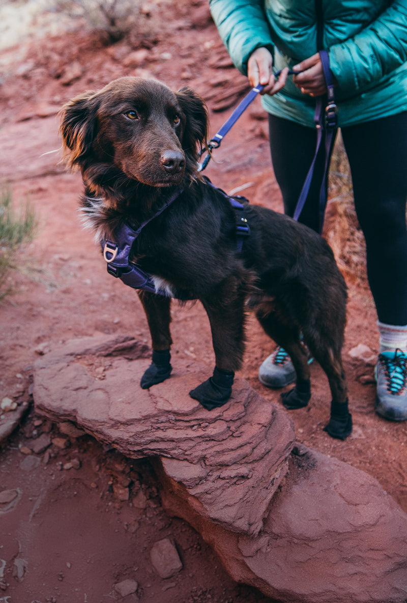 Hiking Dog Gear | Säker