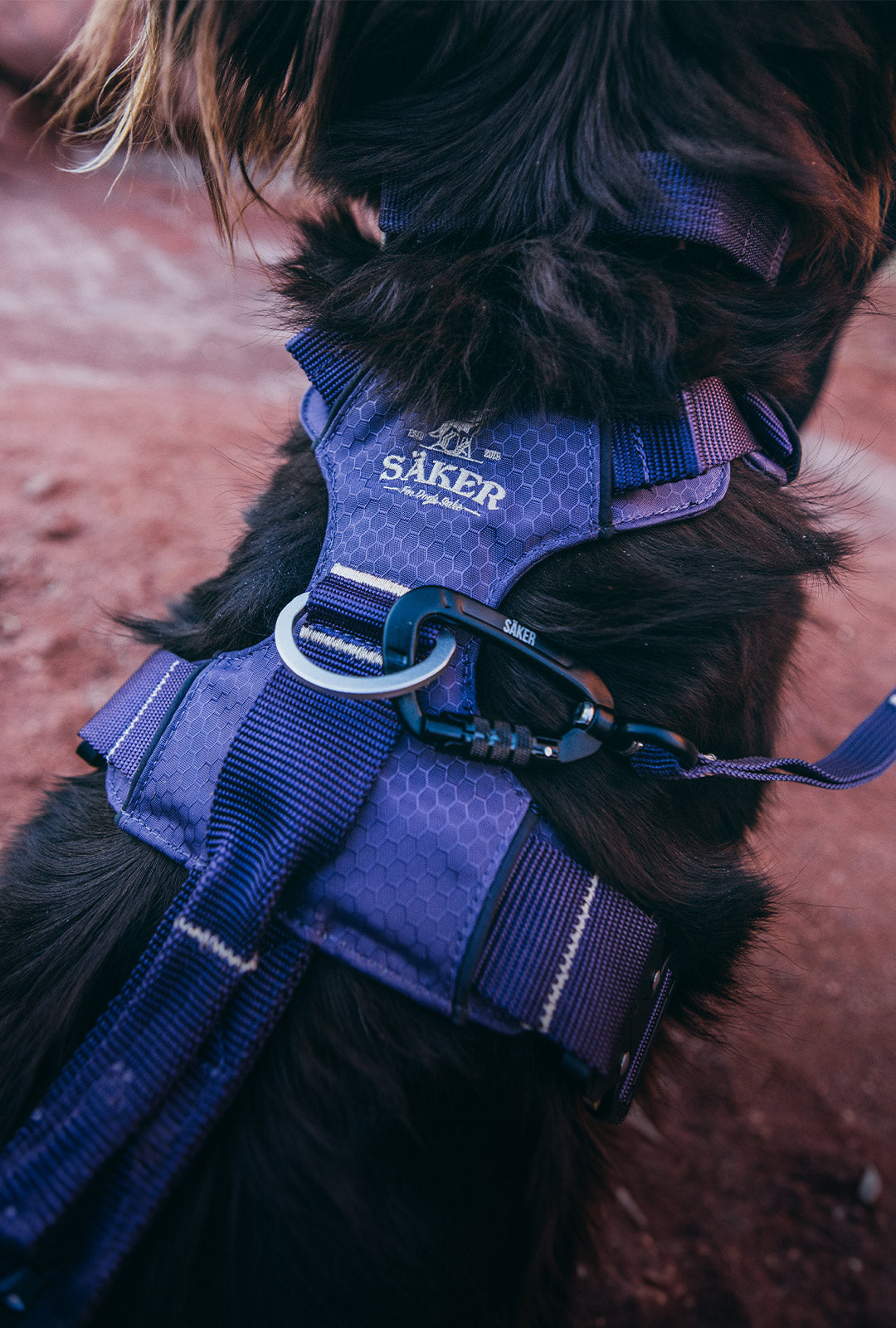 Close view of Canyon Pro Core harness in Purple on dog in desert