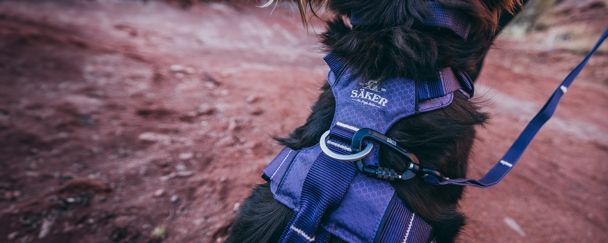 Close view of Canyon Pro Core harness in Purple on dog in desert