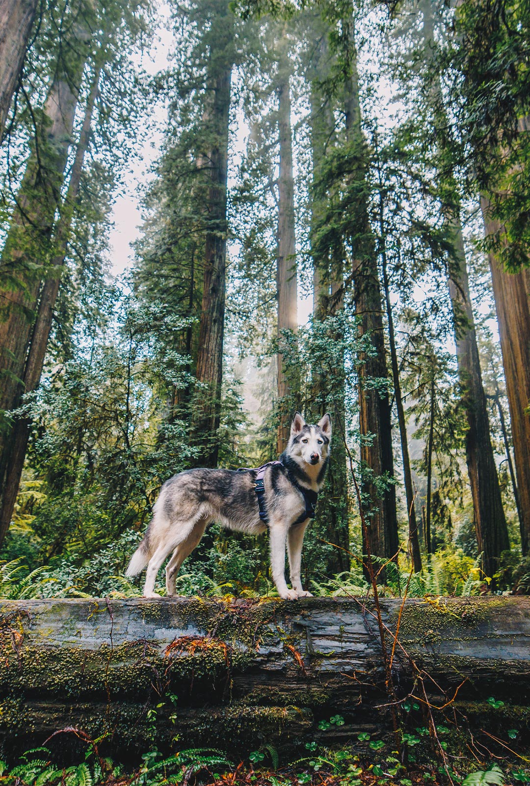 husky standing on tree in redwoods wearing the canyon pro in prairies purple