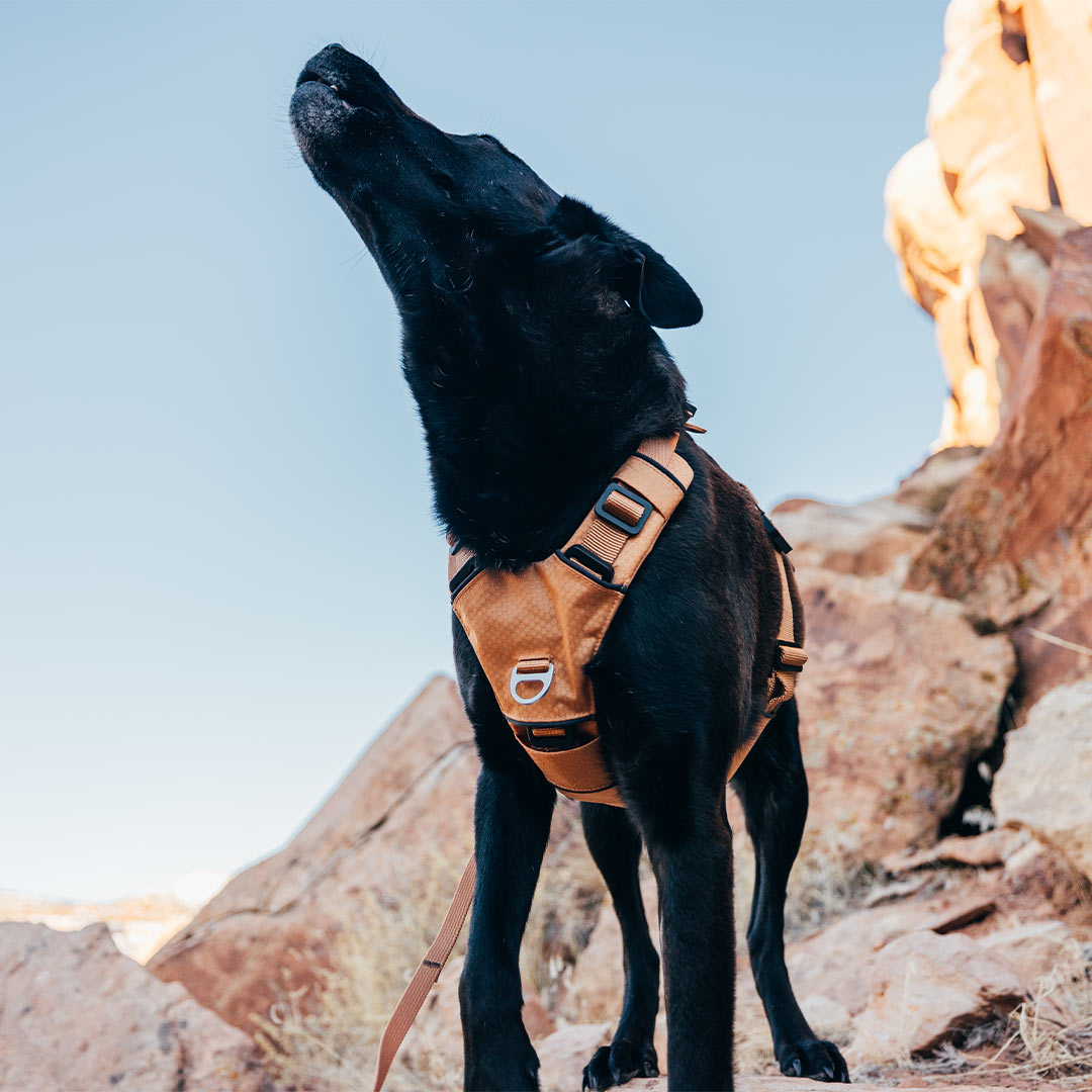 Close view of the front leash attachment point on the Canyon Pro Core on a black dog in desert
