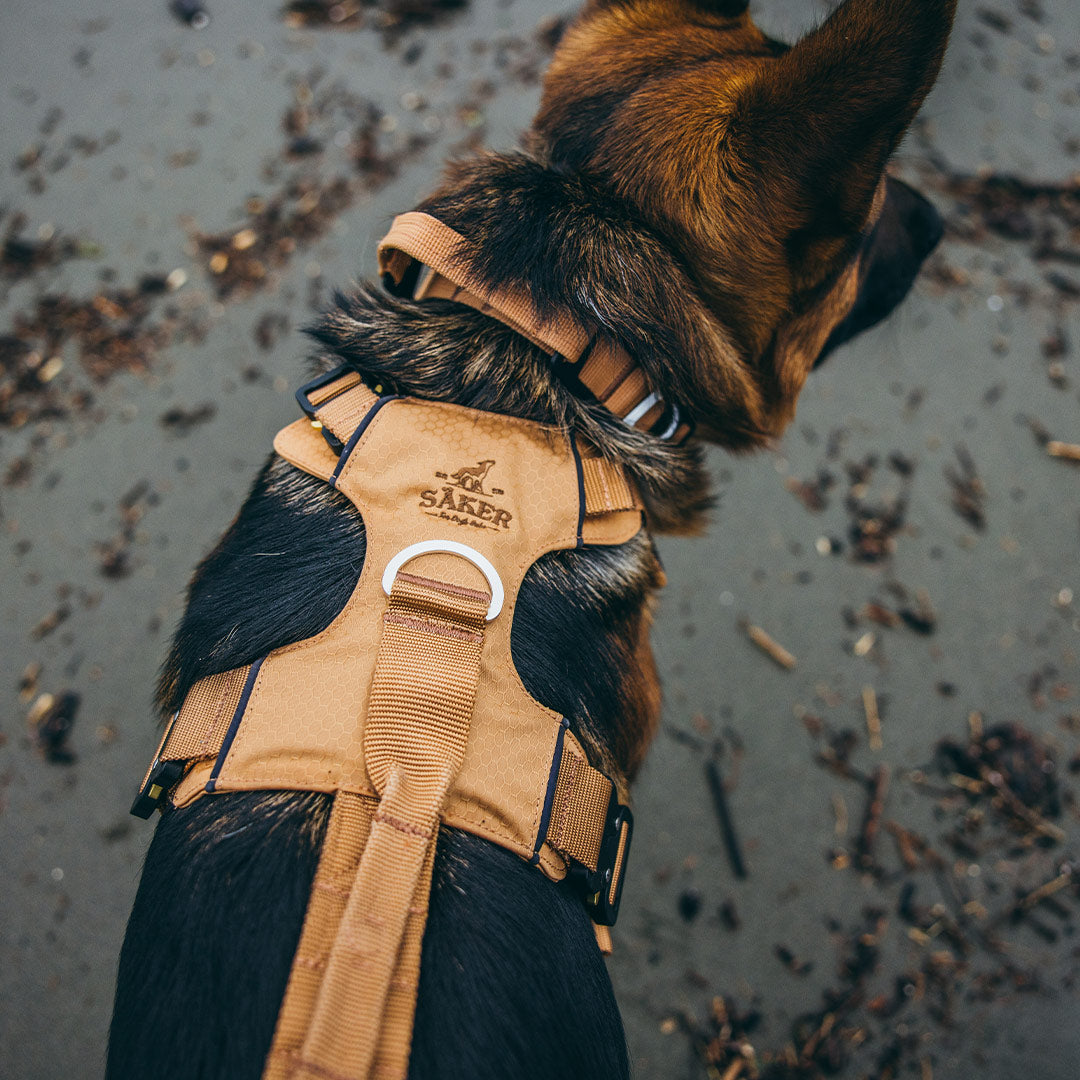 Top view of a gsd wearing the Canyon Pro Core in Sandstorm tan