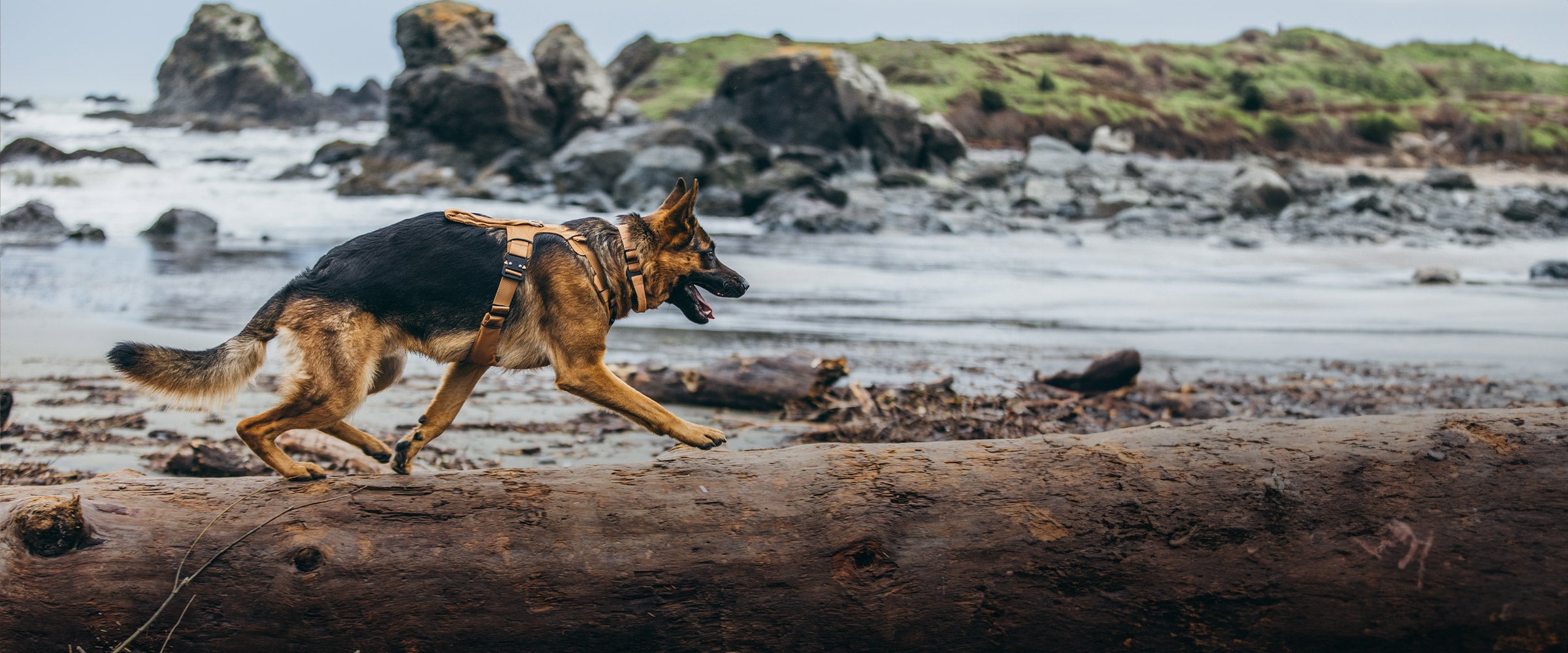 gsd running on log at the beach wearing the Canyon Pro Core in Sandstorm Tan