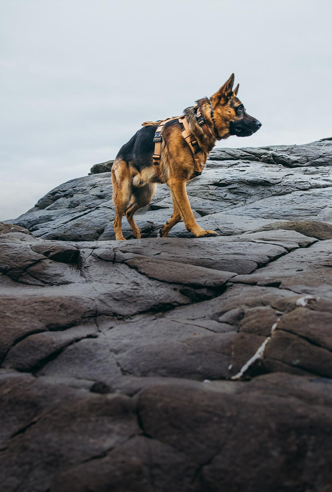 GSD wearing the canyon core in Sandstorm tan on rocks near the ocean